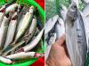 5 loại cá giàu omega-3 lại ngọt thịt, ít xương dăm: Đi chợ gặp được phải mua luôn