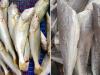 Loại cá ngày xưa chẳng ai thèm ăn, giờ thành đặc sản được xuất khẩu, tranh nhau mua
