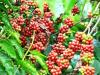 Giao dịch chững lại, giá cà phê giảm 1.000 đồng/kg