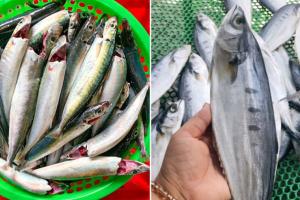5 loại cá giàu omega-3 lại ngọt thịt, ít xương dăm: Đi chợ gặp được phải mua luôn