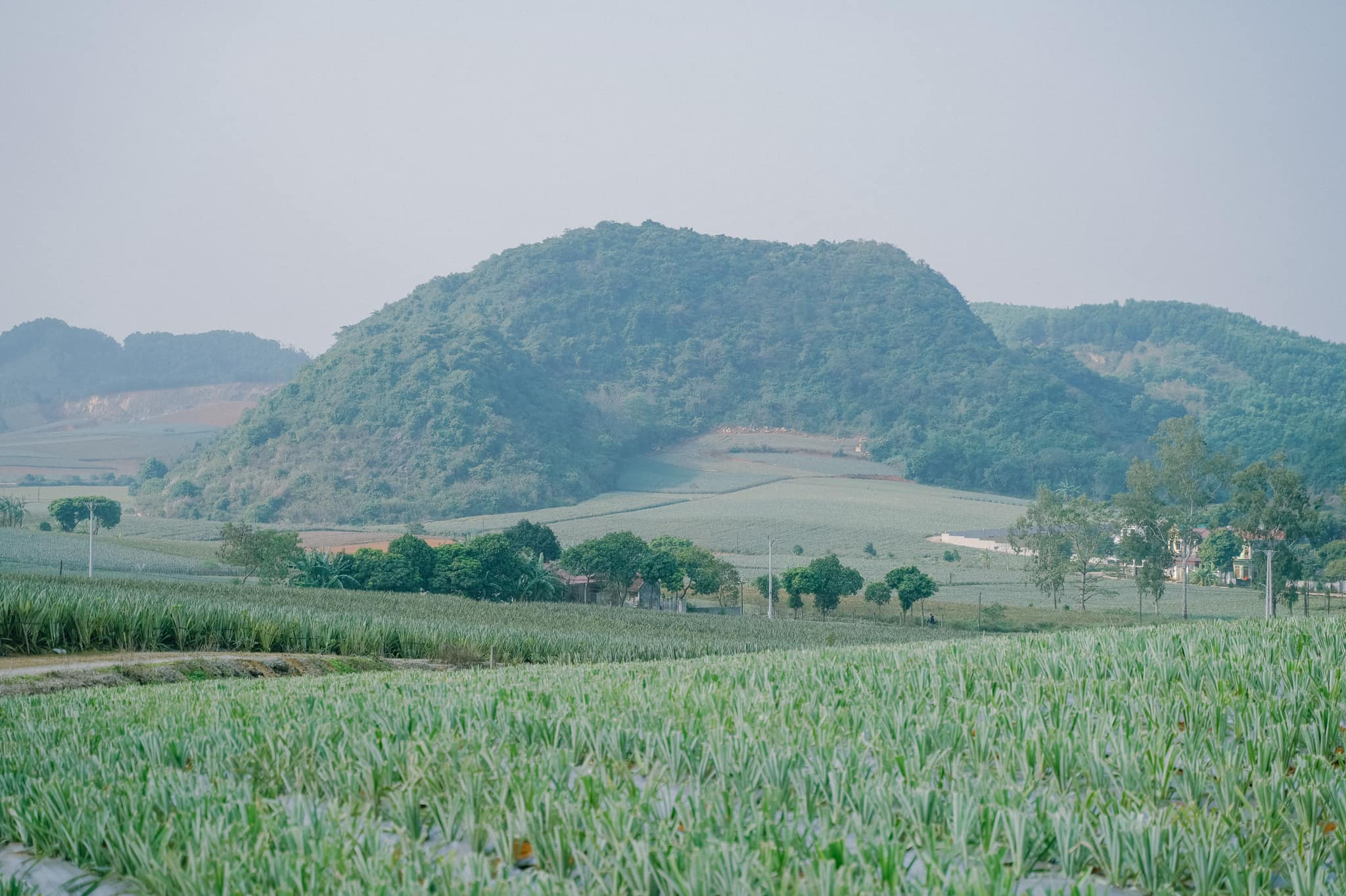 Cánh đồng dứa lớn nhất miền Bắc đẹp mê ly, chỉ cách Hà Nội 100km