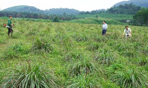 Loại cây trồng trên đất bỏ hoang giúp nông dân thoát nghèo, làm giàu