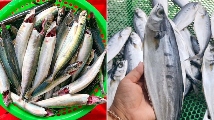 5 loại cá giàu omega-3 lại ngọt thịt, ít xương dăm: Đi chợ gặp được phải mua luôn
